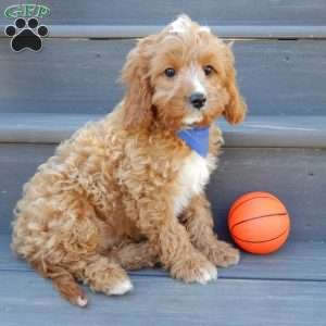 Thomas, Cavapoo Puppy